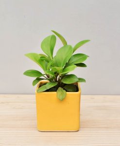 Ceramic Square Pot Yellow with Peperomia (Radiator Plant)