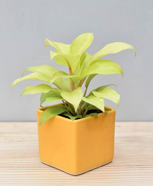 Ceramic Square Pot Yellow with Philodendron Golden