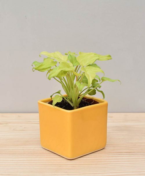 Ceramic Square Pot Yellow with Philodendron (Xanadu Golden)