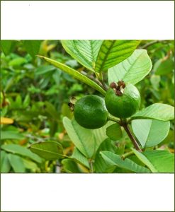 Common Guava, Desi Amrud