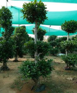 Ficus Microcarpa (Ficus Ginseng) 3 Layer Tower 200CM