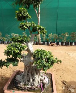 Ficus Microcarpa (Ficus Ginseng) Multi Ball Bonsai Tree