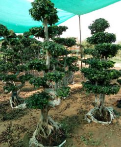 Ficus Microcarpa (Ficus Ginseng) Multi Ball Small Tree