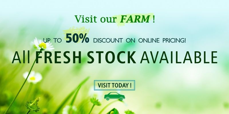 Visit Our Farm