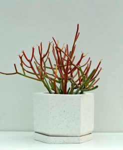 Geometric Concrete Planter Pentagon 6 inch