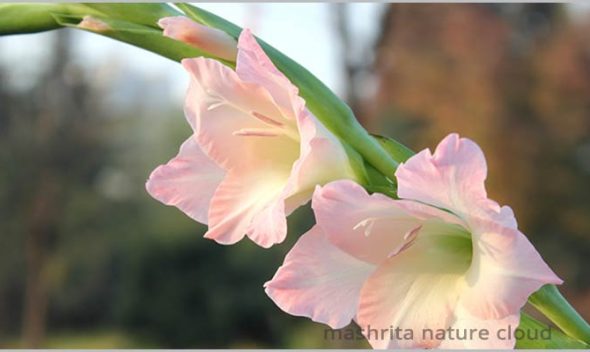 Growing Gladiolus Bulbs (Sword Lily)