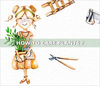How to care plants?
