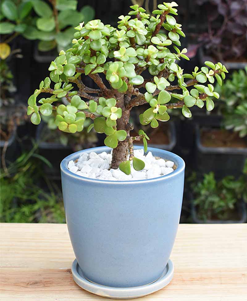 Ceramic Sky Blue Oval Pot with Jade Plant Bonsai
