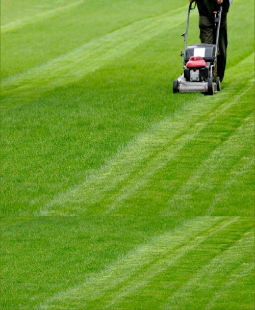 Lawn Grass Maintenance