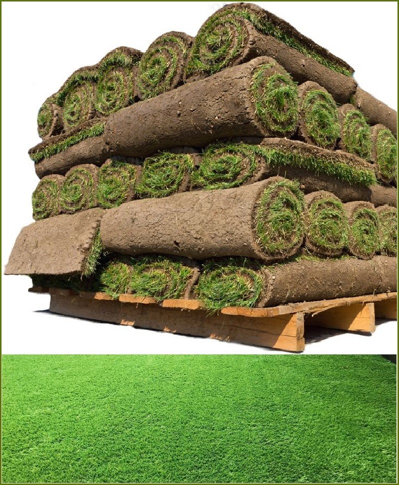 Natural Selection No 1 Lawn Grass Carpet Rolls (Mexican Grass)