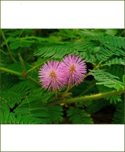 Mimosa Pudica, Touch Me Not, Shameplant, Chhuimui