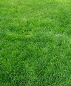Carpet Grass Noida - Lawn Grass Noida - Artificial Grass Noida