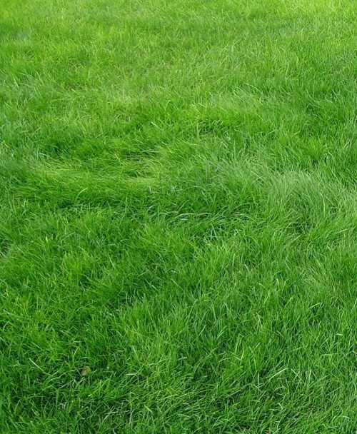 Carpet Grass Noida - Lawn Grass Noida - Artificial Grass Noida