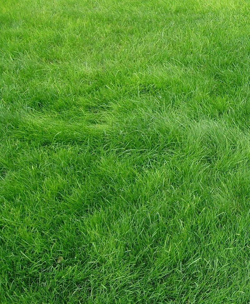 Natural Selection No 1 Lawn Grass Carpet Rolls (Mexican Grass)
