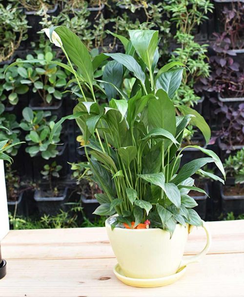 Ceramic Cup Pastel Green Pot with Peace Lily - Spathiphyllum