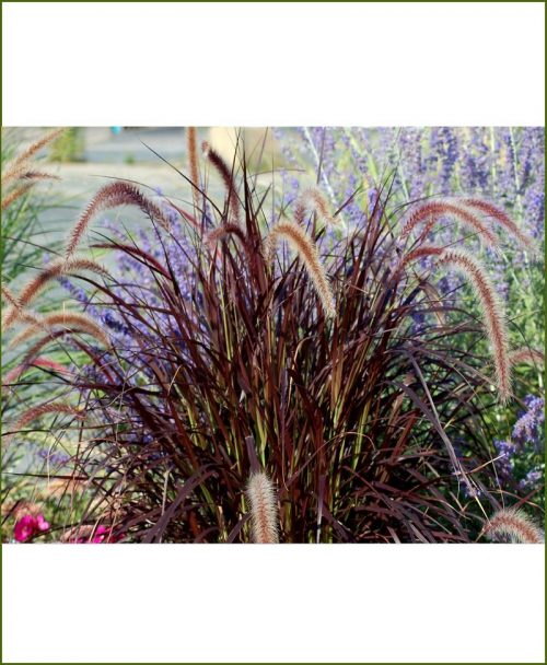 Pennisetum Setaceum, Red Frountain Grass Purple