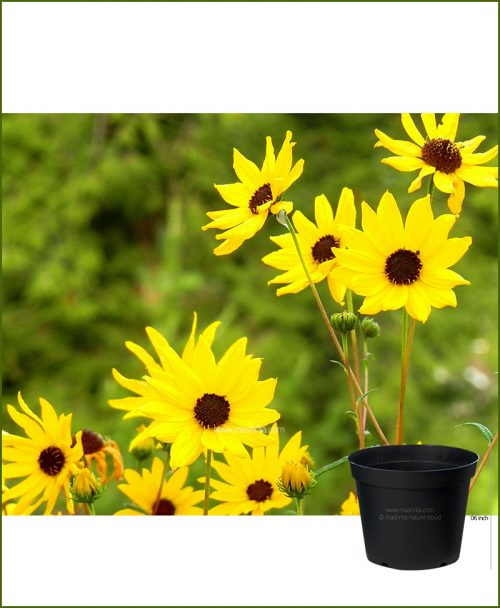 Sunflower Dwarf 6 inch Pot