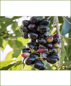 Syzygium Cumini, Black Plum, Kala Jamun