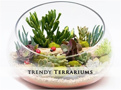 Shop Terrariums Online Gurgaon Delhi Noida India