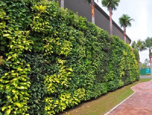 Vertical Garden Green Wall Delhi Gurgaon Noida India