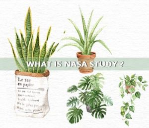 What is NASA clean air study?