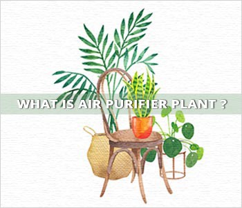 What is air purifier plant?