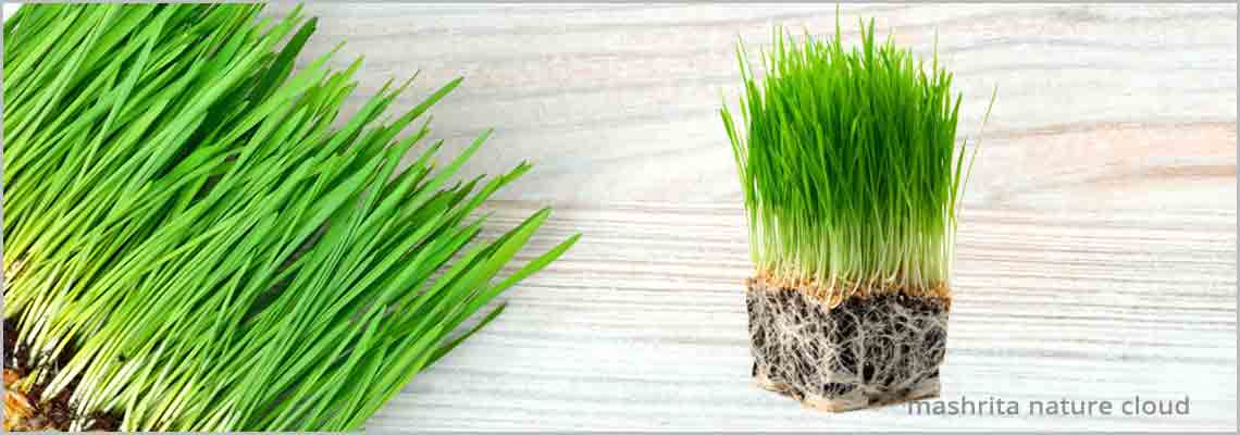WheatGrass Benefits, Know Super Food