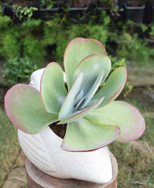 Peperomia Flapjack Popplet in Ceramic Pot 1